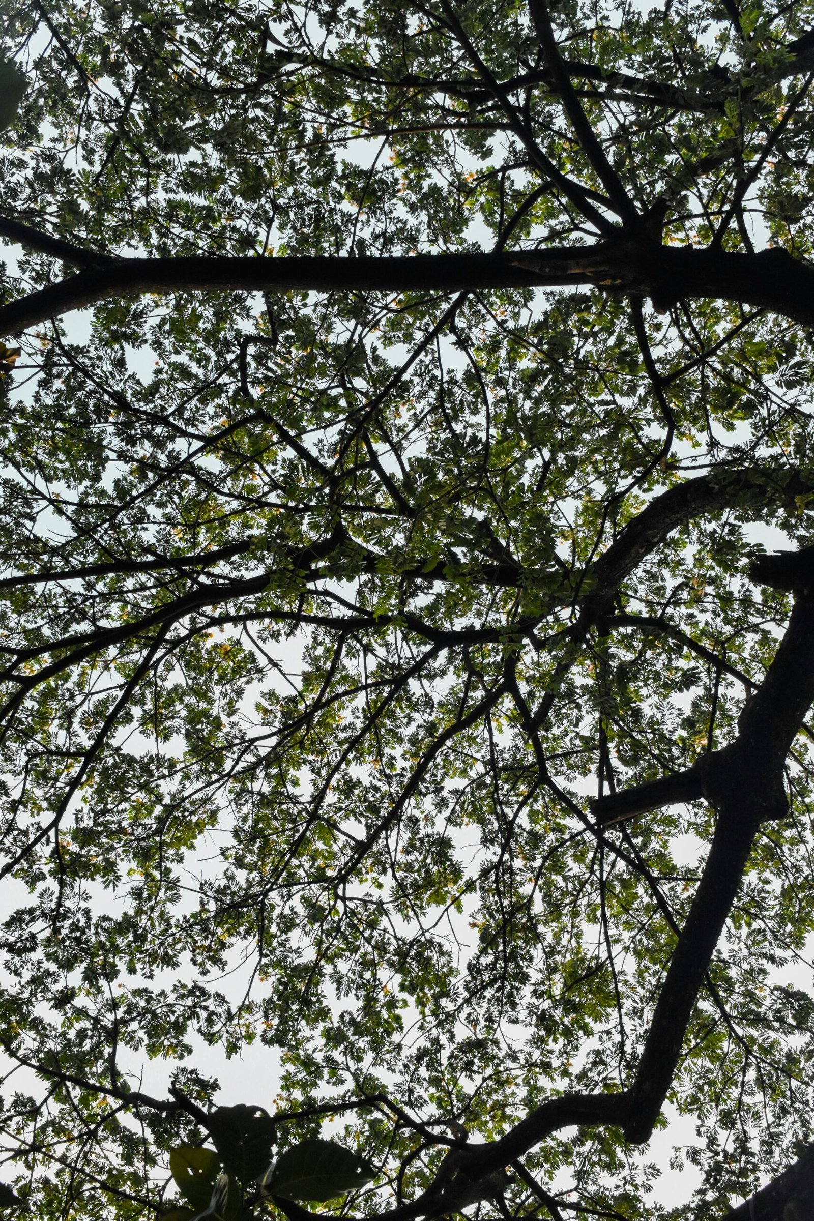 Homeowners Caught Off Guard: Insurance Policies Canceled Over Tree Coverage